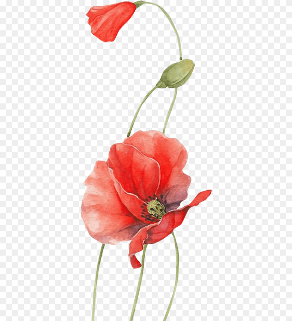 Poppy Watercolour Flowers Red Red Watercolour Flowers, Flower, Petal, Plant, Anther Png