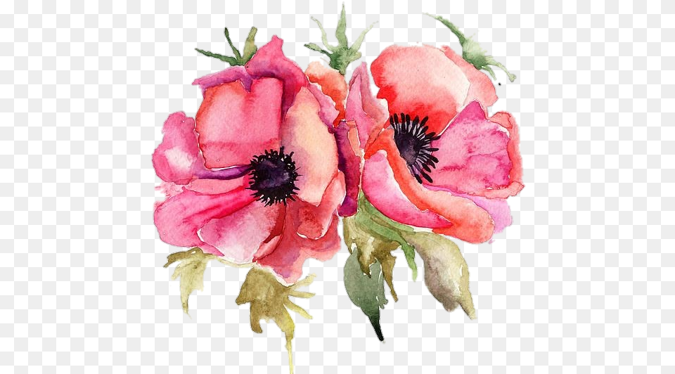 Poppyflower Poppy Pngstickers Watercolor Illustration Watercolor Poppy Flower Free, Petal, Plant, Rose, Anemone Png Image