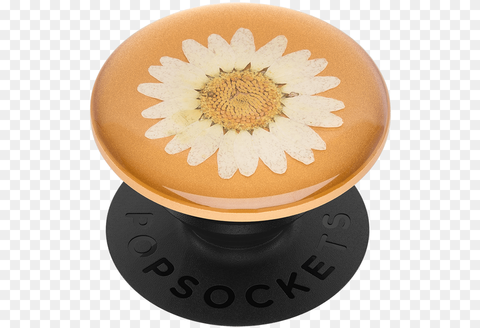 Popsocket Popgrip Pressed Flower White Daisy Flower Popsocket, Plant, Pottery, Jar, Beverage Free Transparent Png