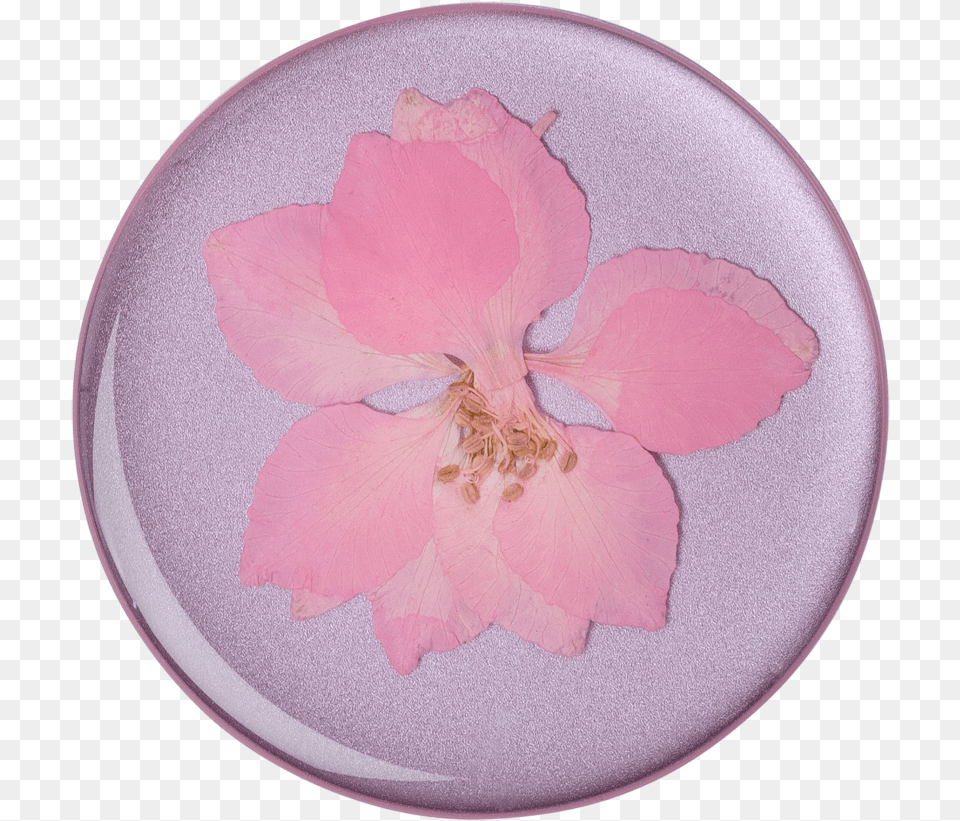 Popsocket Pressed Flower Delphinium Pink, Plant, Petal, Rose, Home Decor Free Png