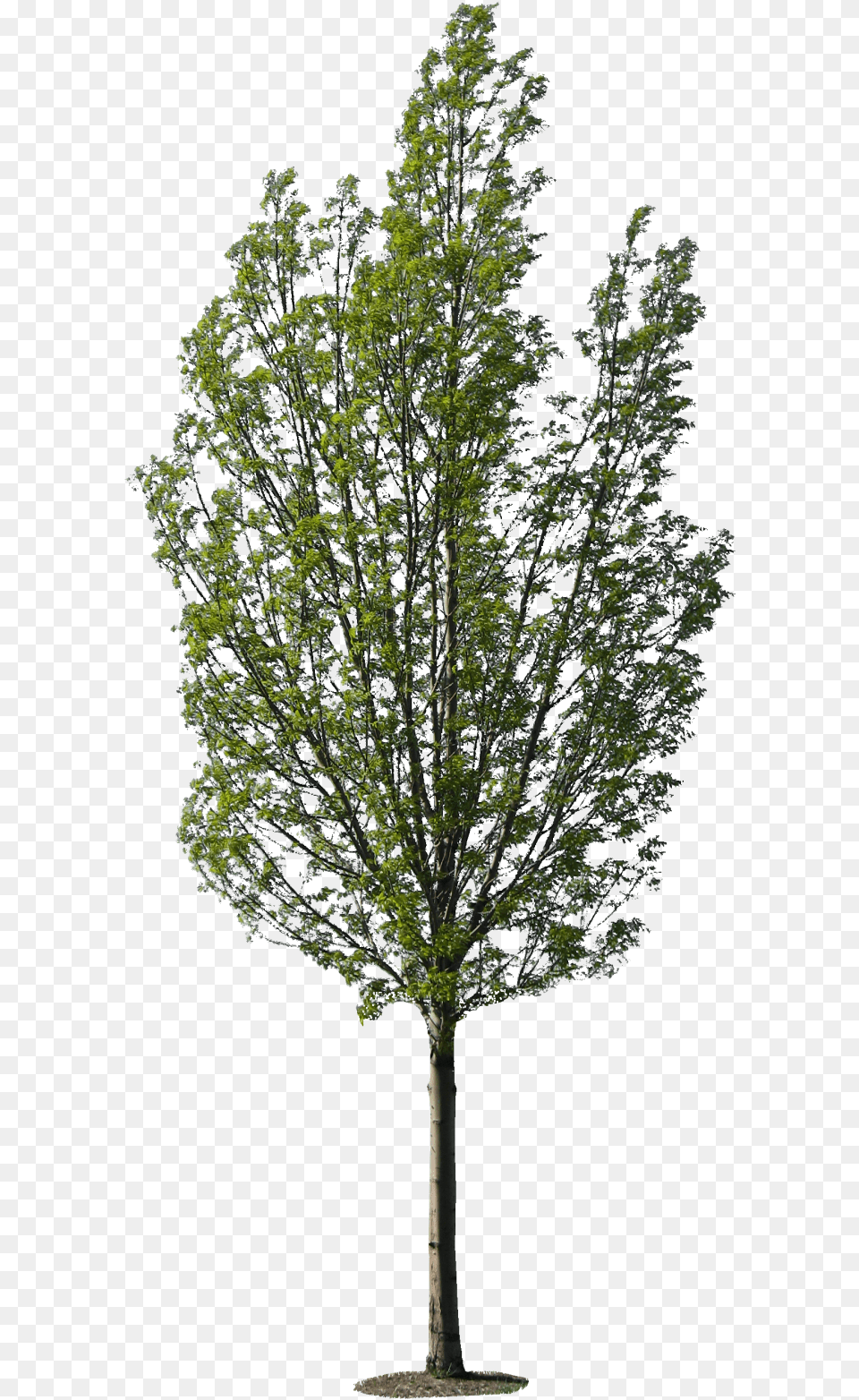 Popular Aljanh Tree Texture, Maple, Oak, Plant, Sycamore Free Png Download