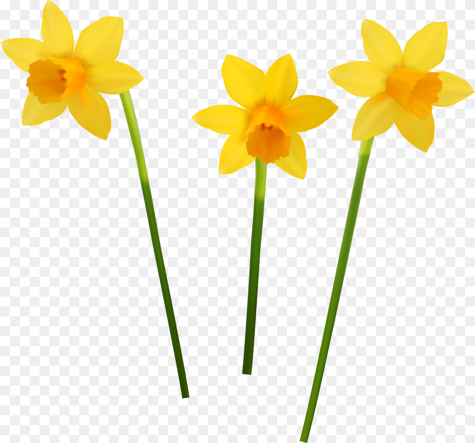 Popular And Trending Daffodil Hill Stickers, Flower, Plant Png