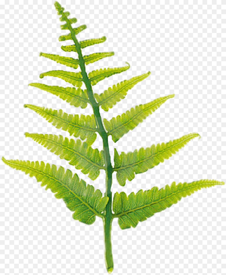 Popular And Trending Fern Stickers, Leaf, Plant Free Transparent Png