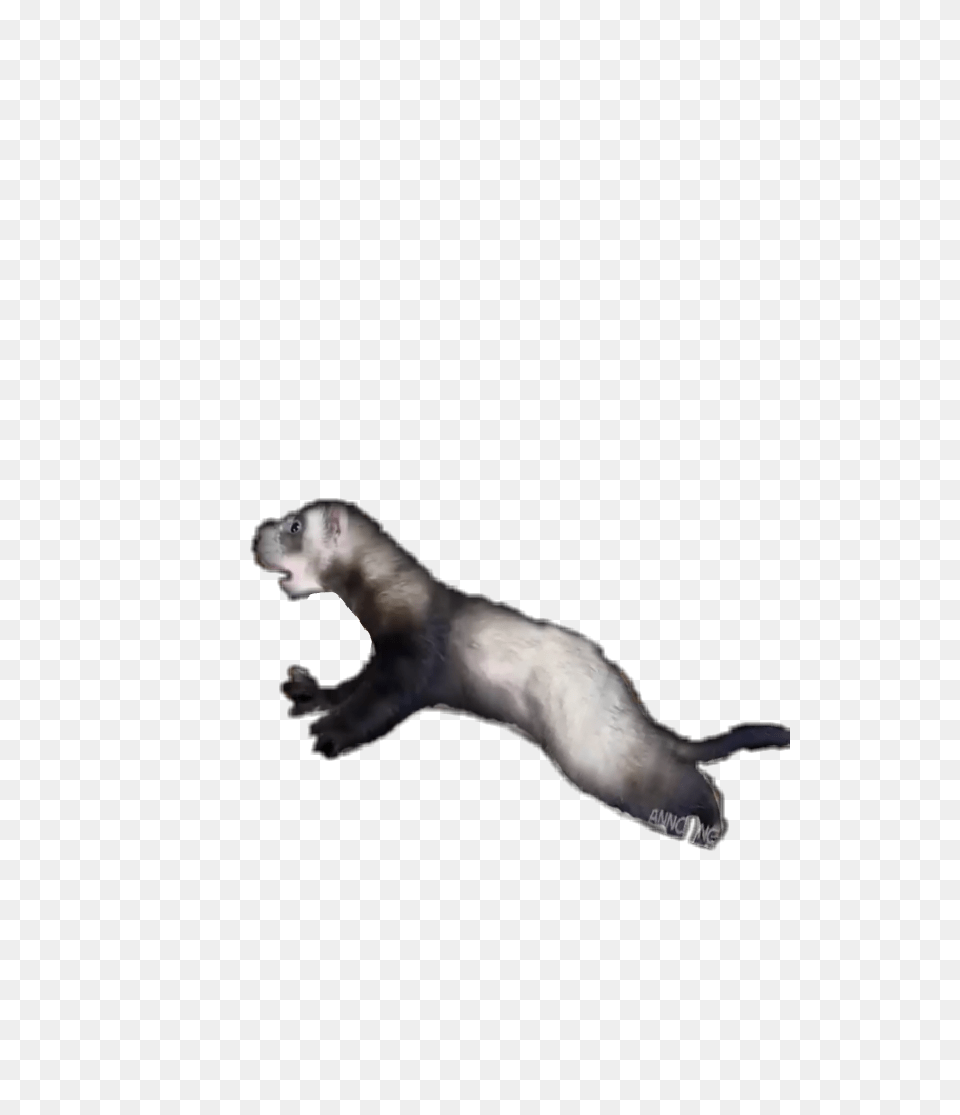 Popular And Trending Ferret Stickers, Animal, Mammal, Rat, Rodent Free Transparent Png