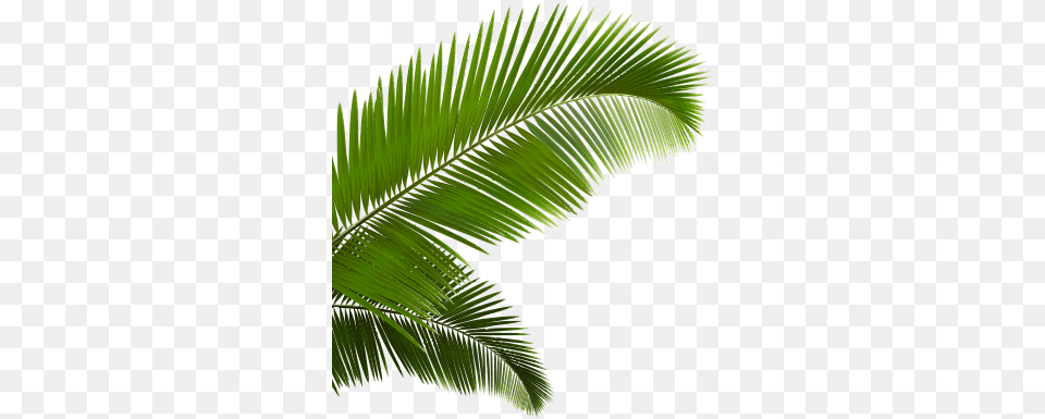 Popular And Trending Frond Stickers, Fern, Leaf, Palm Tree, Plant Free Transparent Png