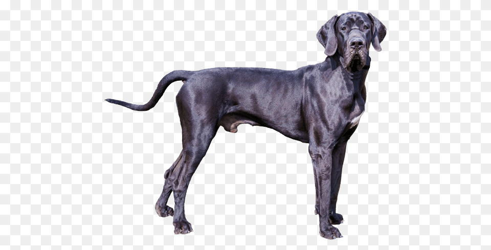 Popular And Trending Greatdane Stickers, Animal, Canine, Mammal, Pet Free Png Download