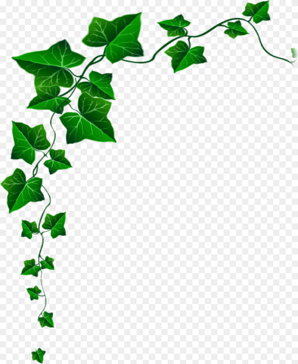 Popular And Trending Ivy Stickers, Leaf, Plant, Vine, Green Free Png