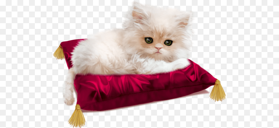 Popular And Trending Kitten Stickers, Home Decor, Cushion, Pet, Mammal Free Transparent Png