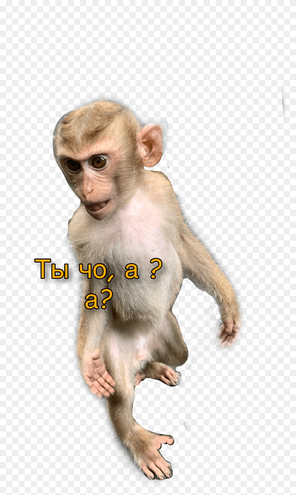 Popular And Trending Mankey Stickers Rhesus Macaque Free Transparent Png