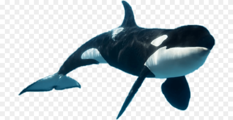 Popular And Trending Orca Stickers, Animal, Mammal, Sea Life, Whale Free Transparent Png