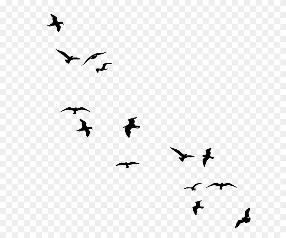 Popular And Trending Pajaros Stickers, Gray Free Png