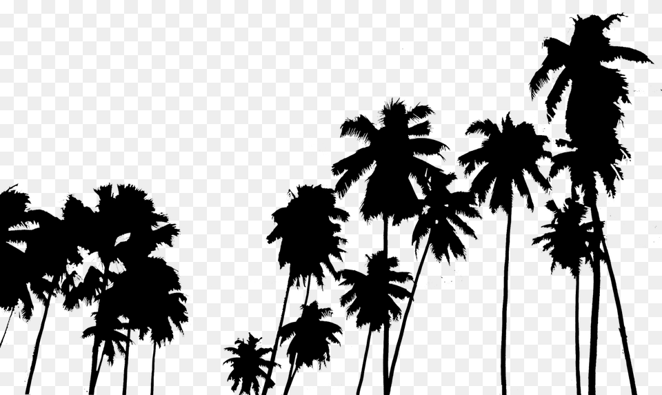 Popular And Trending Palmeras Stickers, Plant, Tree, Summer, Palm Tree Png Image