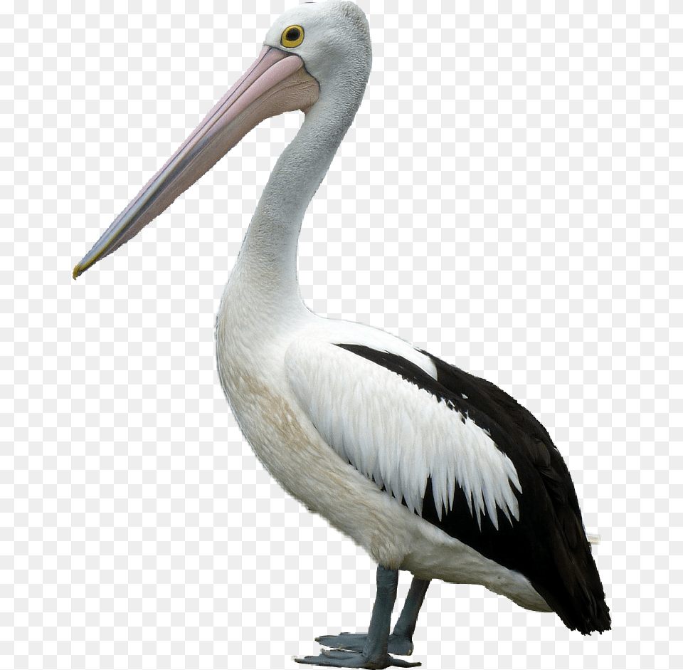 Popular And Trending Pelican Stickers, Animal, Bird, Waterfowl Free Png