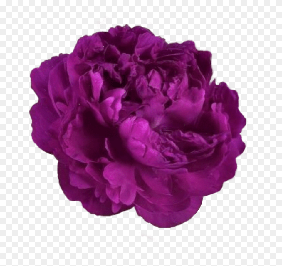 Popular And Trending Peony Stickers, Carnation, Flower, Plant, Rose Png