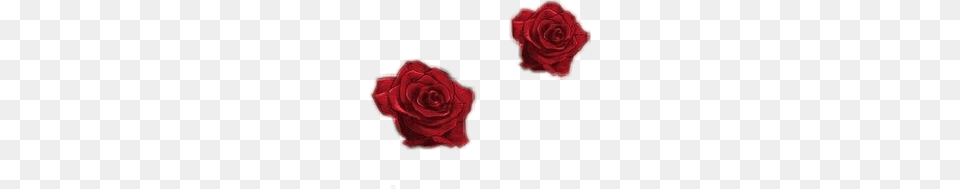 Popular And Trending Rosas Rojas Stickers, Flower, Plant, Rose, Petal Png