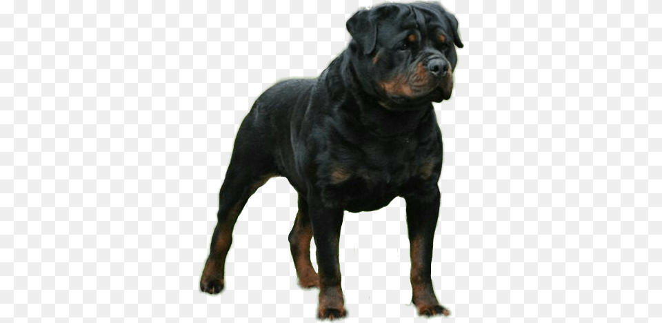 Popular And Trending Rottweiler Stickers, Animal, Canine, Dog, Mammal Free Png
