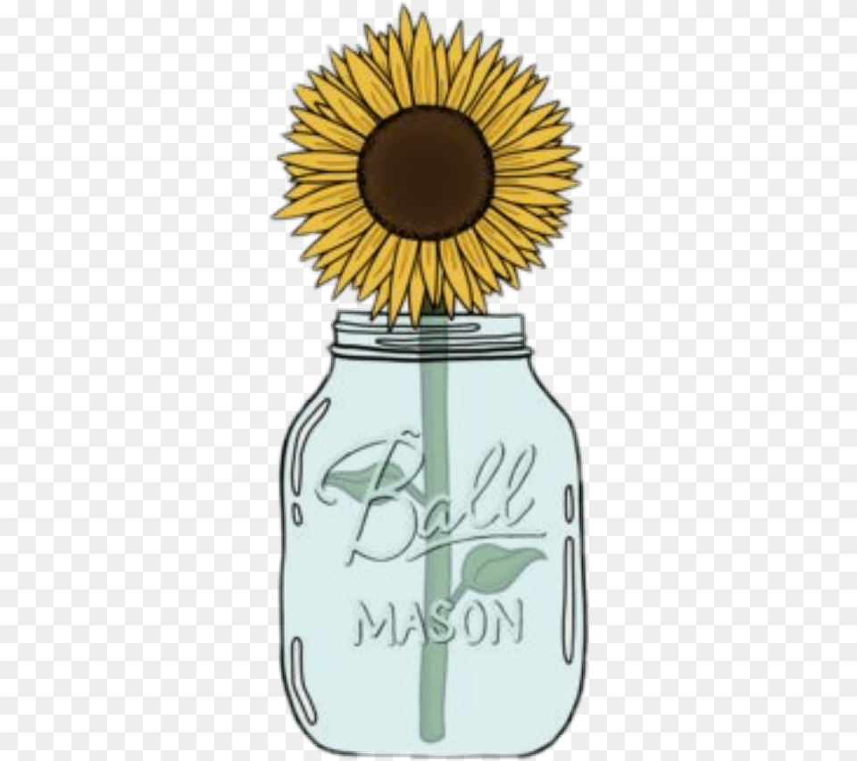 Popular And Trending Sfondi Tum Blr Stickers, Jar, Flower, Plant, Sunflower Png Image