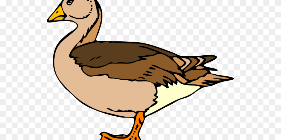 Popular Cliparts, Animal, Bird, Goose, Waterfowl Free Png