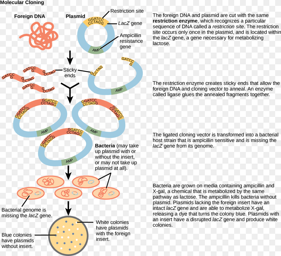 Popular Images Explain The Process Of Gene Cloning, Text, Symbol Png Image