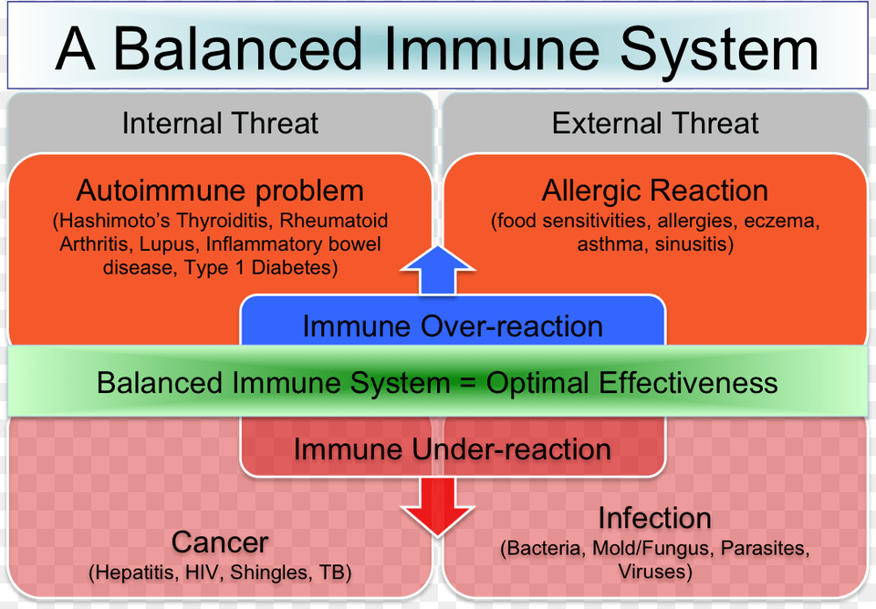 Popular Scenar Protocols Immune Response Balance, Text Png