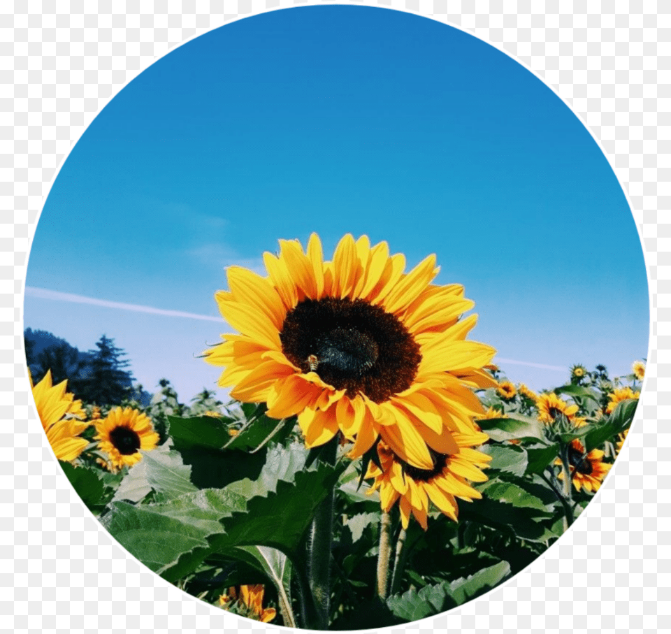 Popular Sunflower Icon Tumblr Desain Interior Exterior Aesthetic Sunflower Icon, Flower, Petal, Photography, Plant Free Png