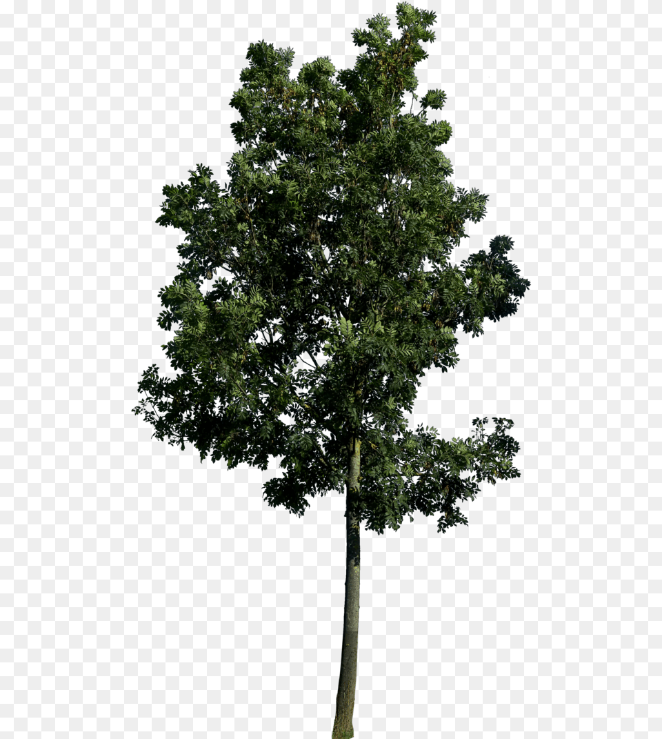 Populus Nigra, Plant, Tree, Tree Trunk, Vegetation Free Png