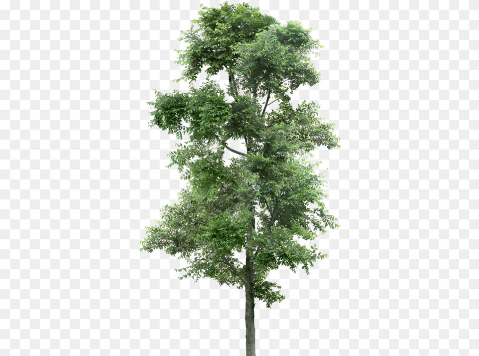 Populus Nigra, Oak, Plant, Sycamore, Tree Png Image