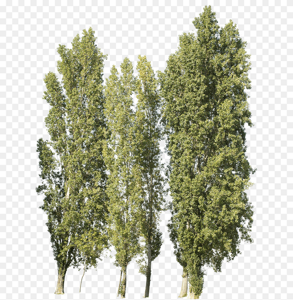 Populus Nigra Group Pond Pine, Conifer, Oak, Plant, Sycamore Free Transparent Png