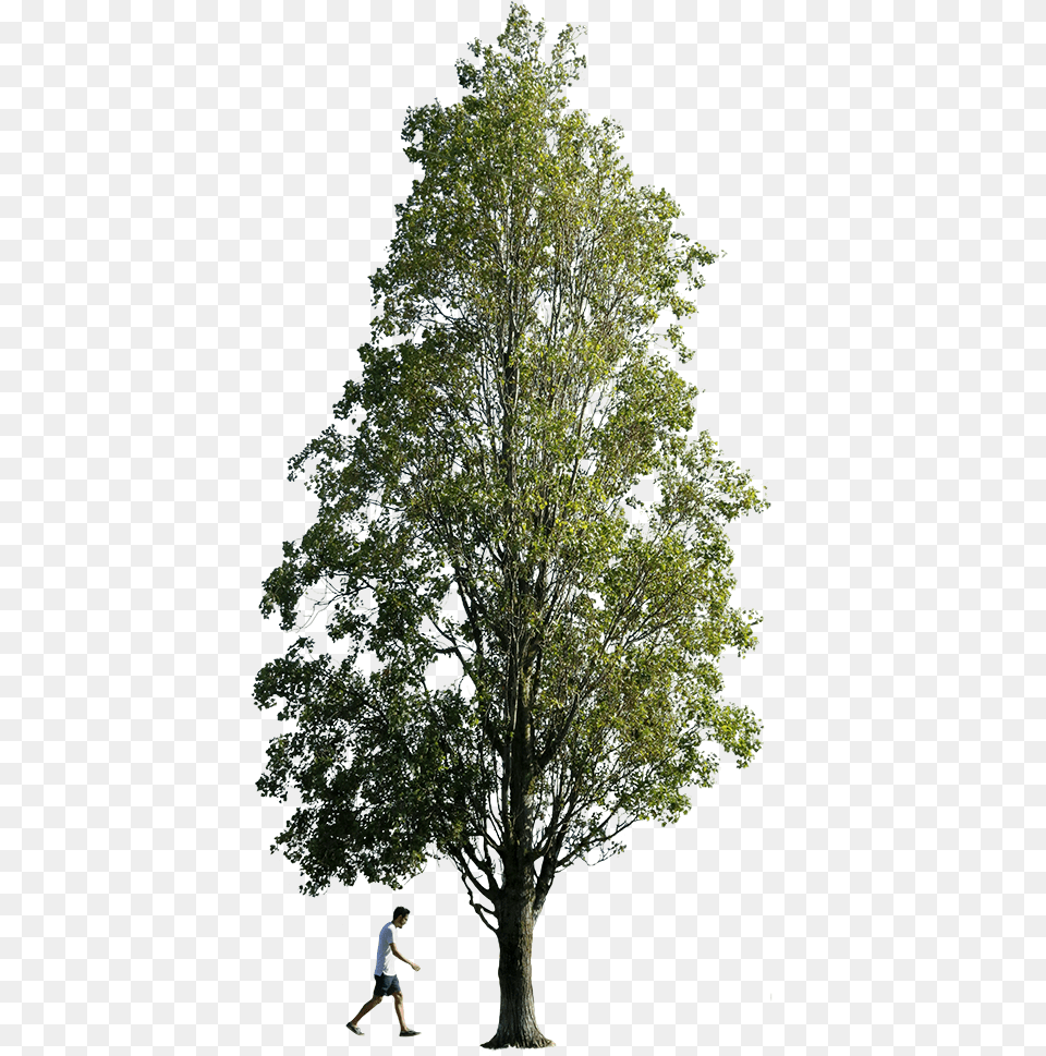 Populus Nigra People Transparent Background Forest Tree, Oak, Plant, Sycamore, Tree Trunk Free Png Download