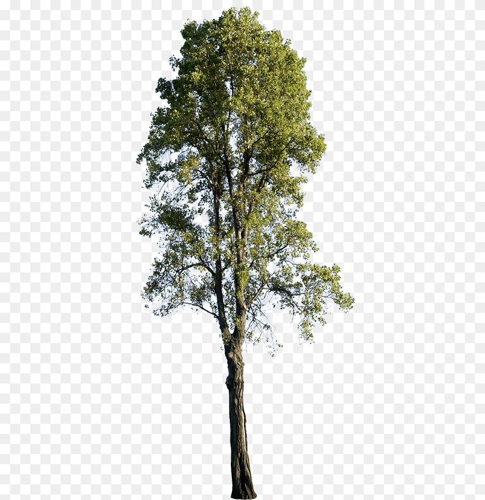 Populus Nigra Tree, Plant, Tree Trunk, Oak, Sycamore Free Png Download