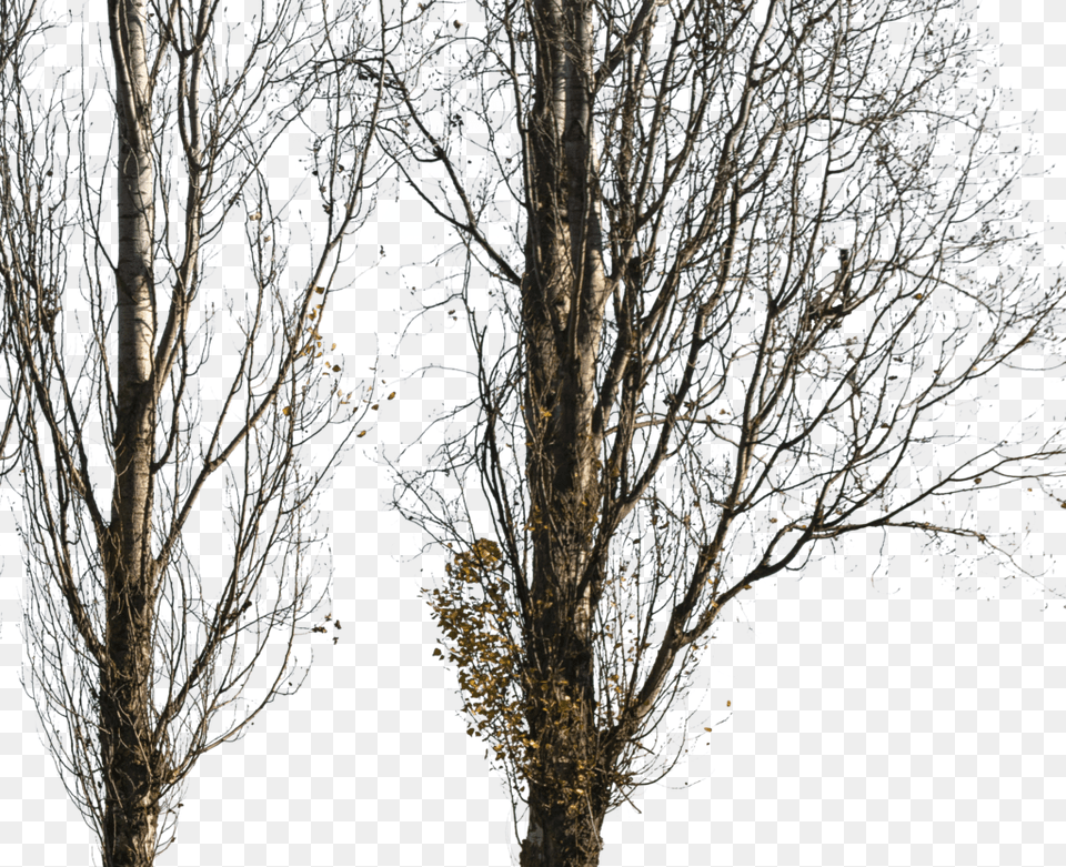 Populus Nigra Trees Transparent, Ice, Nature, Outdoors, Plant Free Png Download