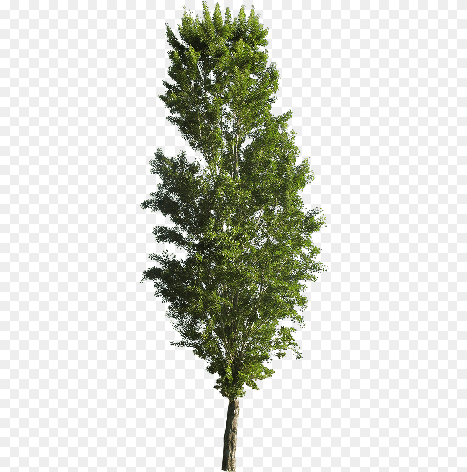 Populus Tremula Erecta Populus Nigra Cutout Trees, Conifer, Oak, Plant, Sycamore Free Transparent Png