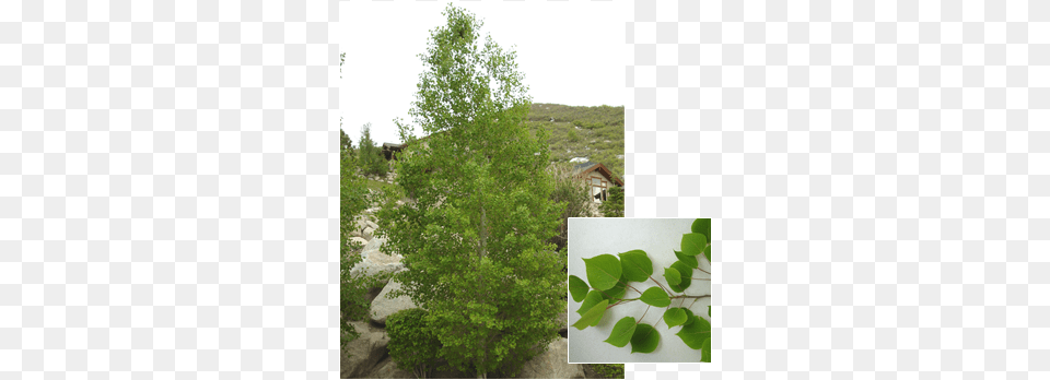 Populus Tremuloides 39bethel Spire39 Quaking Aspen, Vegetation, Tree, Herbal, Herbs Free Transparent Png