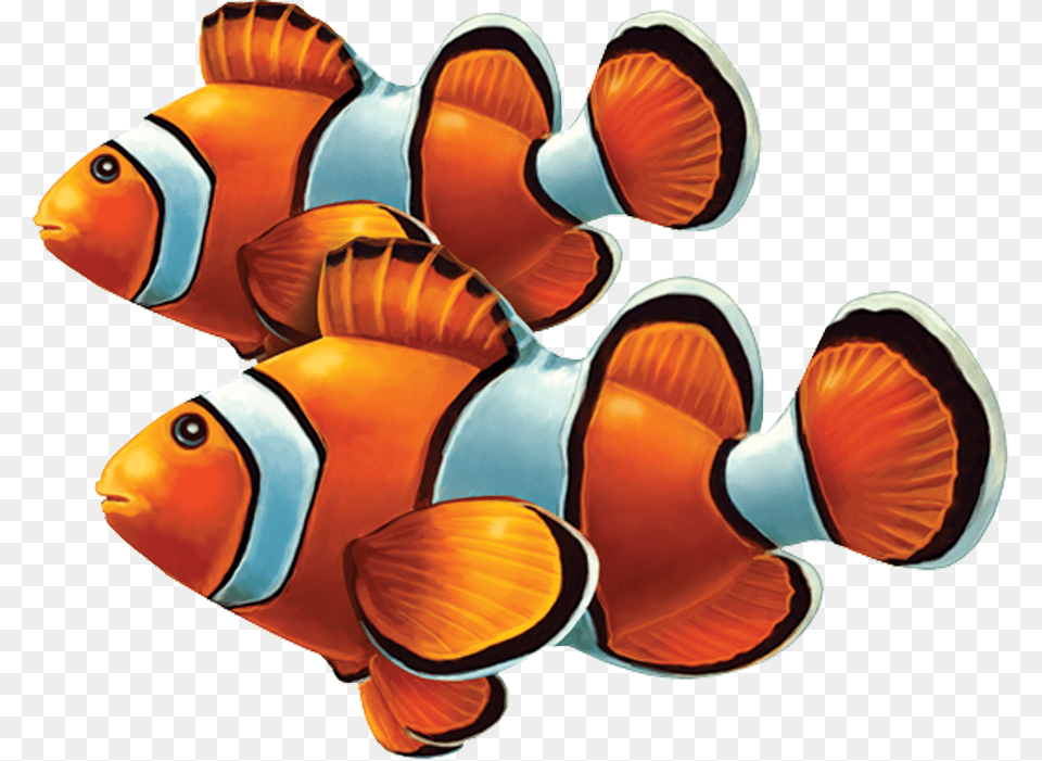Porc Cl58d Clown Fish Double Copy Group Of Clownfish, Amphiprion, Animal, Sea Life Free Transparent Png