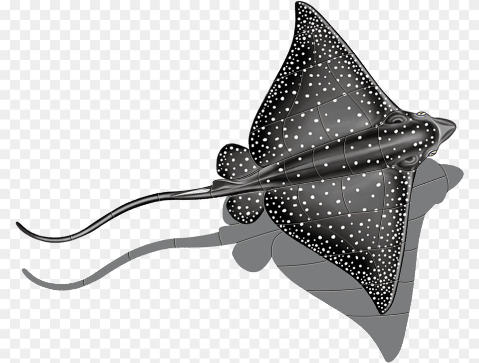 Porc Er48 Sh Spotted Eagle Ray Copy Transparent Manta Ray, Animal, Fish, Sea Life, Manta Ray Png Image