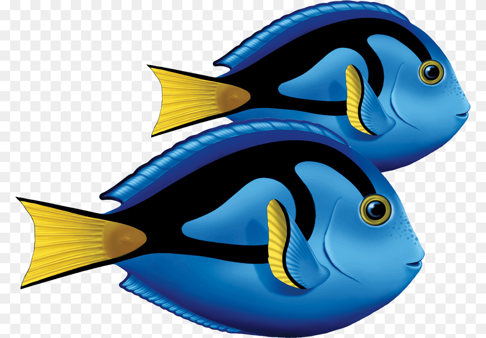 Porc Ta80d Blue Tang Double Copy Blue Tang Fish Clipart, Animal, Sea Life, Surgeonfish, Shark Free Png Download