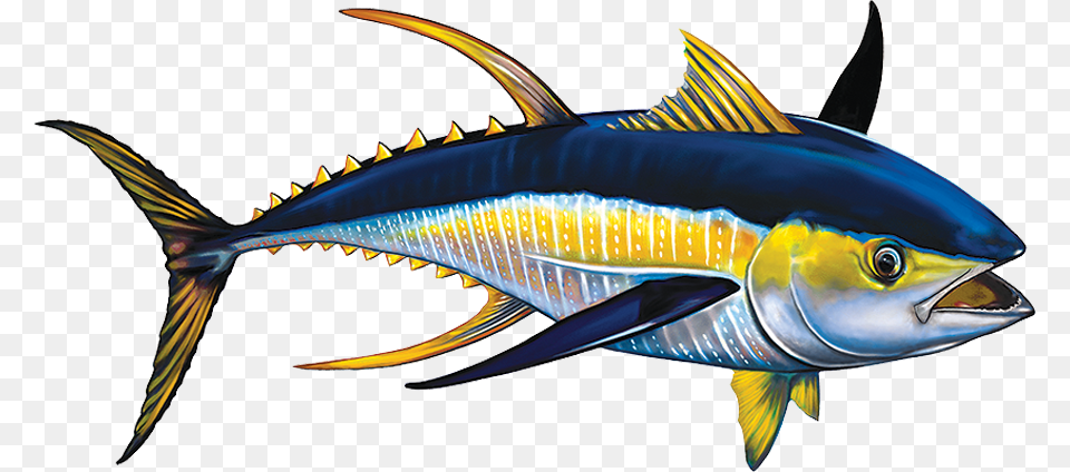 Porc Tn42 Tuna Copy Marlin, Animal, Fish, Sea Life, Shark Png