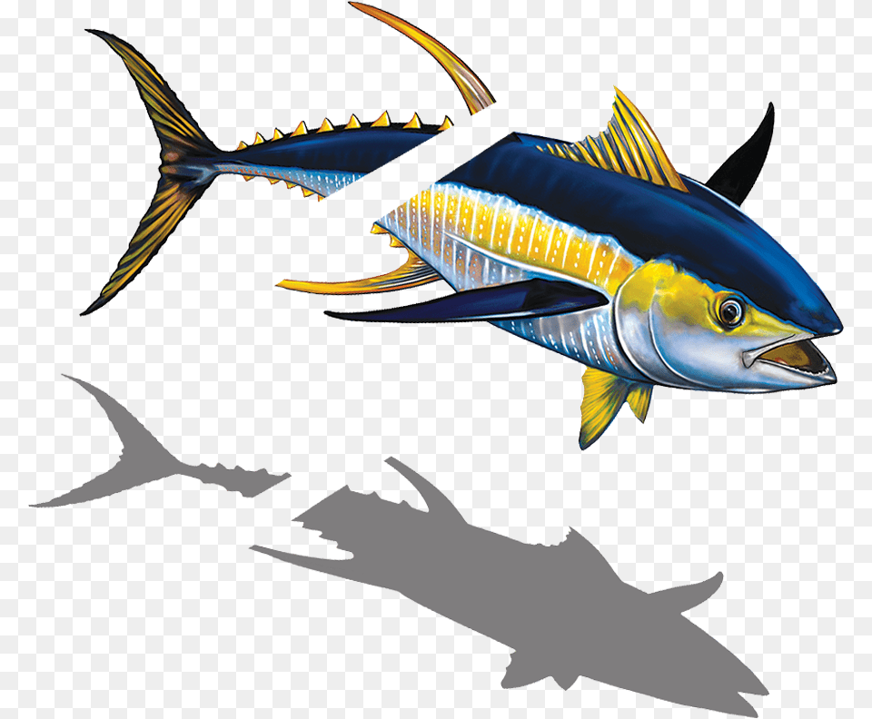 Porc Tn43 Sh Tuna With Split Copy Tuna, Animal, Fish, Sea Life, Bonito Free Png
