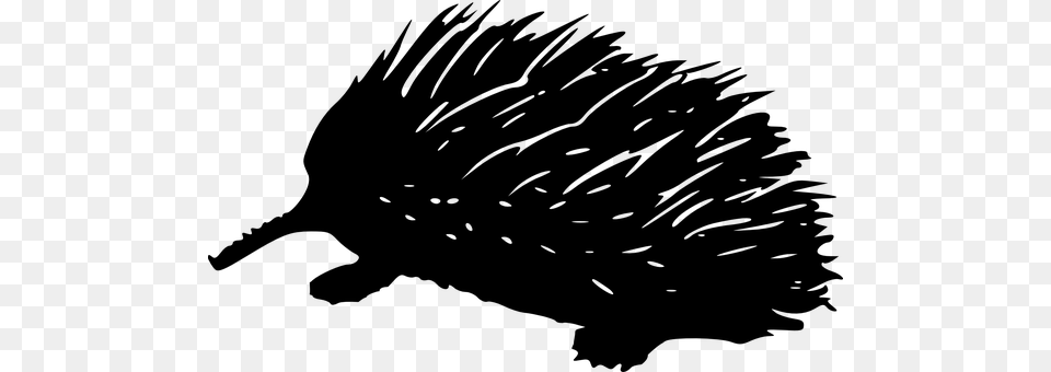Porcupine Gray Png