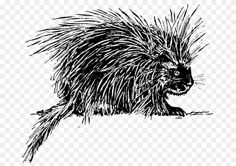 Porcupine, Gray Free Png Download