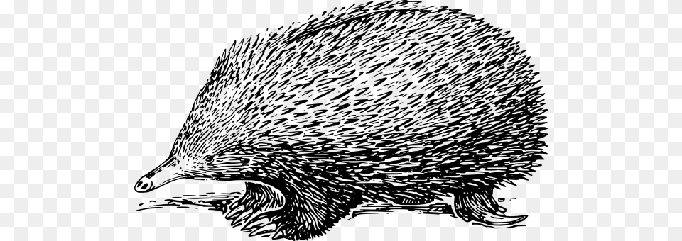 Porcupine Gray Png