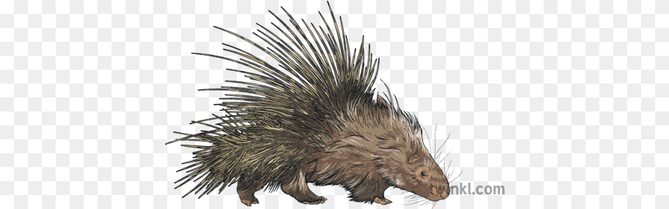 Porcupine Animal Mammal Quills Prickly Defense Nature Mps Erinaceidae, Rodent, Hedgehog, Bird Free Transparent Png