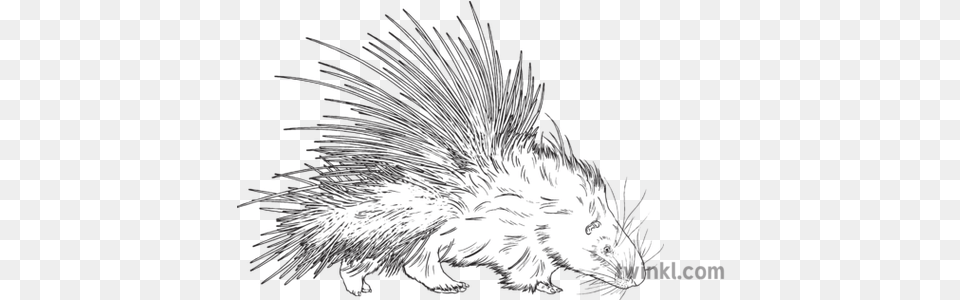 Porcupine Animal Mammal Quills Prickly Defense Nature Mps New World Porcupine, Rodent, Bird Free Transparent Png