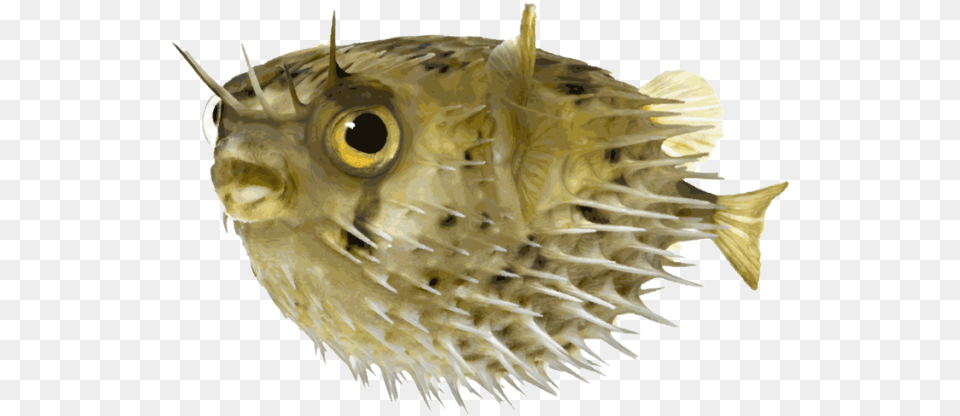 Porcupine Clip Art Puffer Fish Transparent Background, Animal, Sea Life, Bird Free Png Download