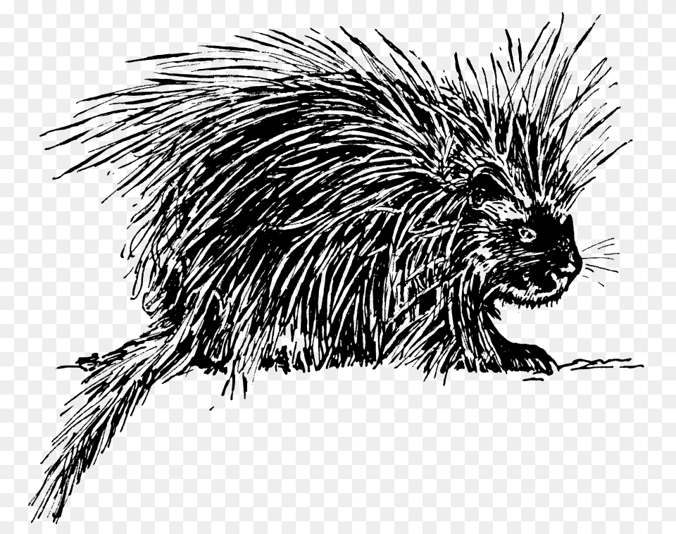 Porcupine Clip Arts For Web, Gray Png