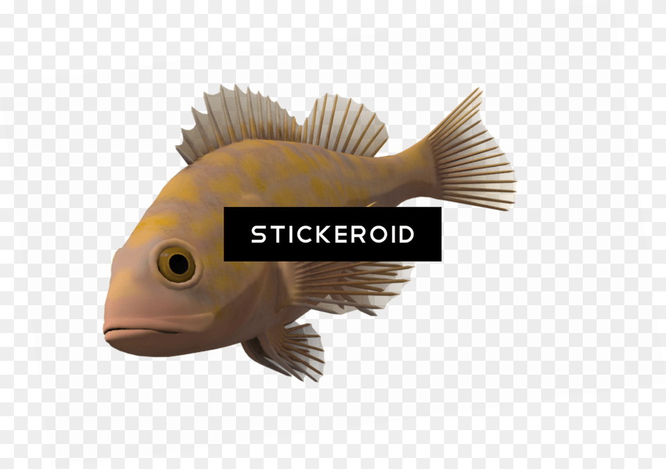 Porcupine Fishes Pomacentridae, Animal, Fish, Sea Life, Perch Free Png