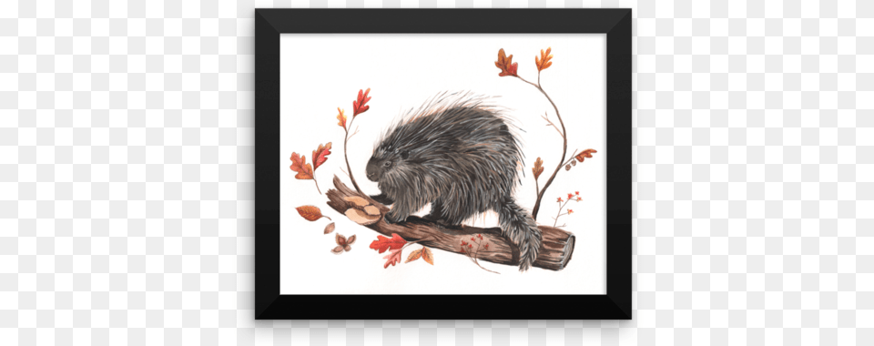Porcupine Print Beaver, Animal, Mammal, Rodent, Rat Free Transparent Png