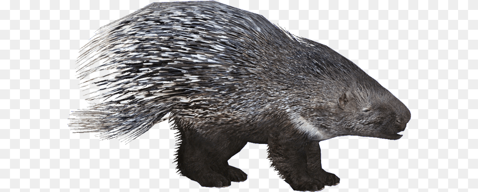 Porcupineeuropean Hendrix Zoo Tycoon 2 Porcupine, Animal, Mammal, Rodent, Rat Free Png Download
