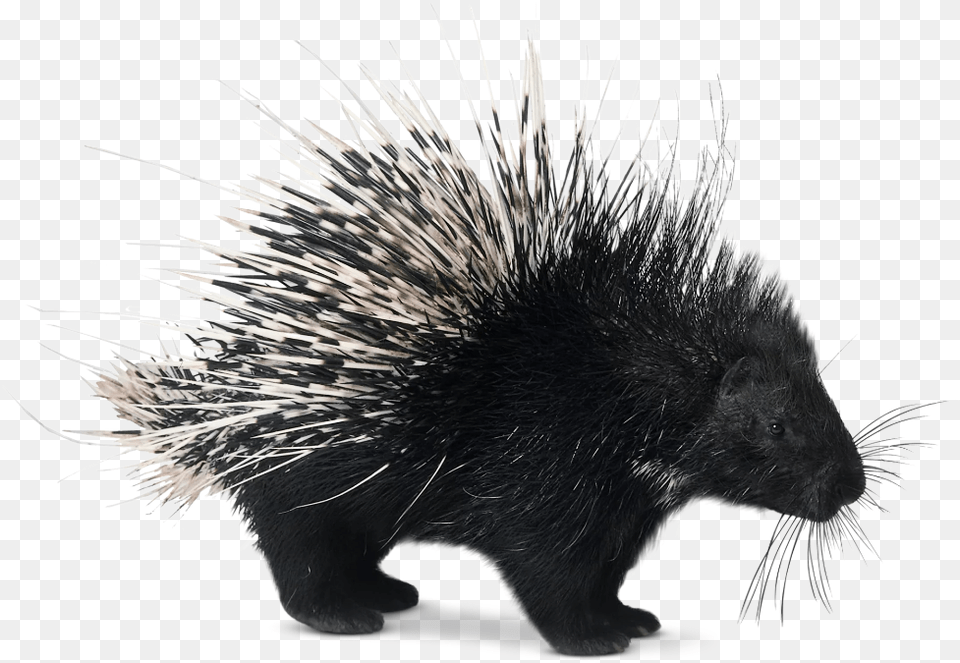 Porcupines In 2020 Porcupine Baby Animals Black Porcupine, Animal, Mammal, Rodent, Hedgehog Png Image