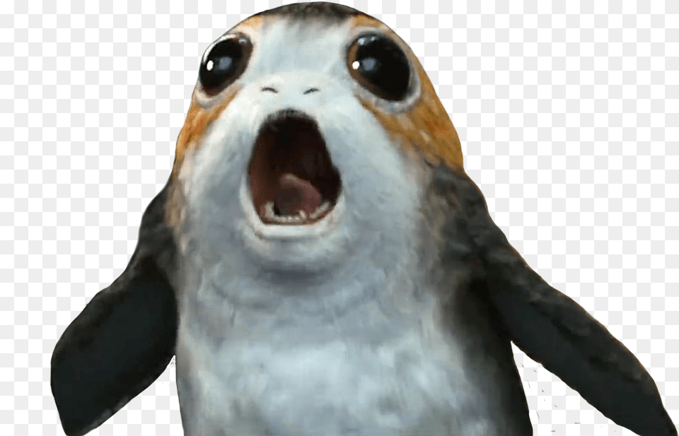 Porg 4 Image Star Wars Porg, Animal, Canine, Dog, Mammal Free Png